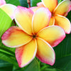 Rainbow Plumeria Tree