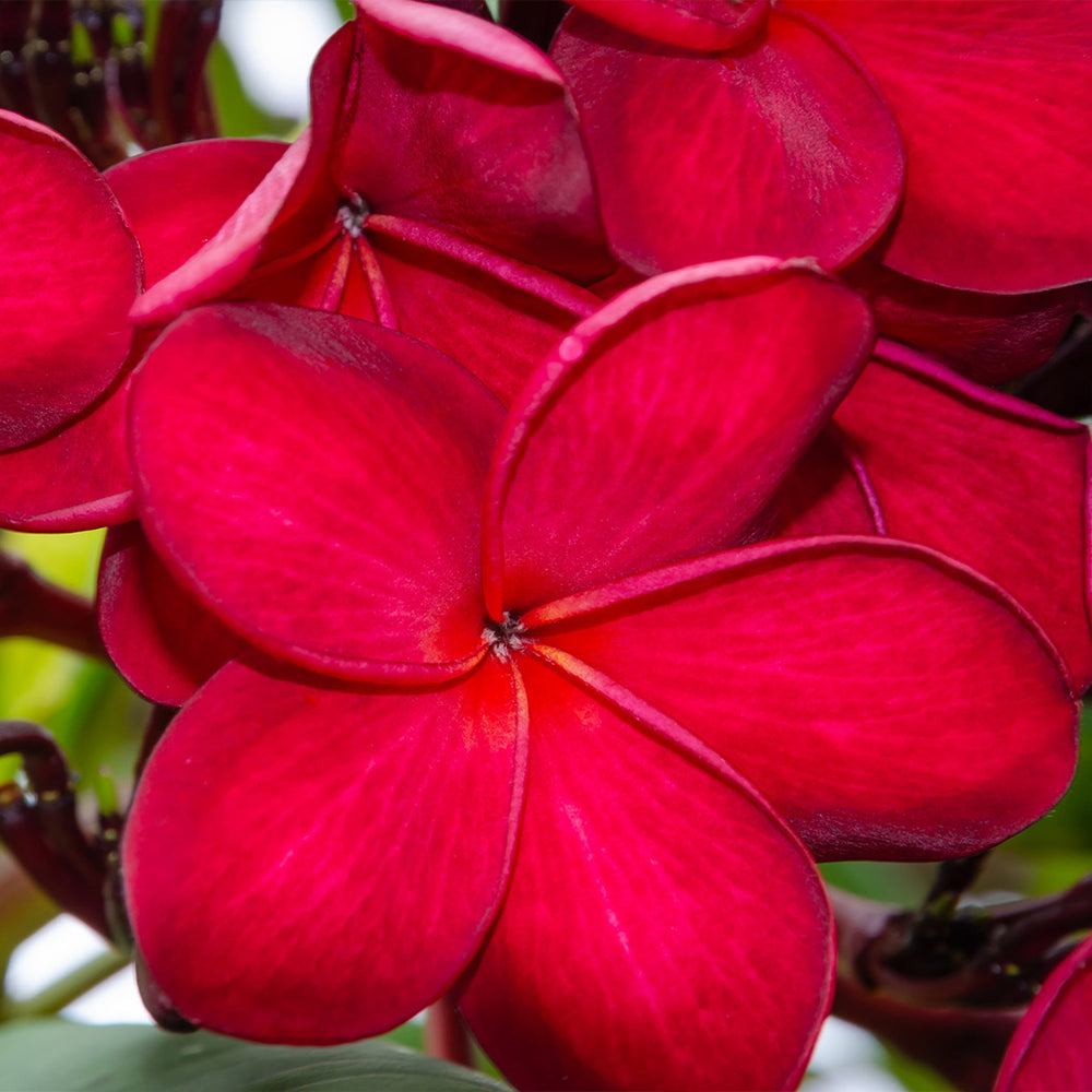Red Plumeria Tree