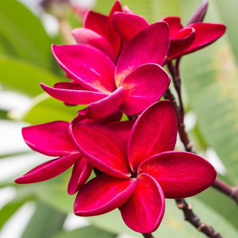 Red Plumeria Plant