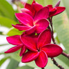Red Plumeria Tree