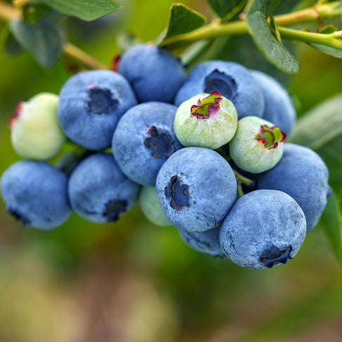 Polaris Blueberry Bush