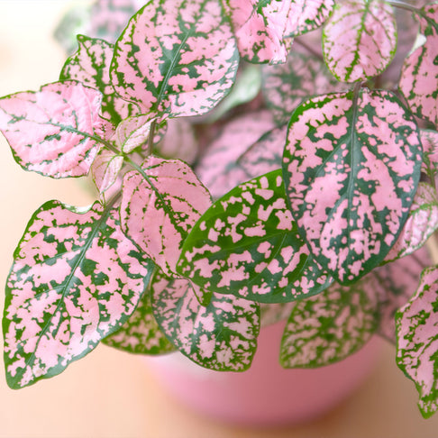 Polka Dot Plant