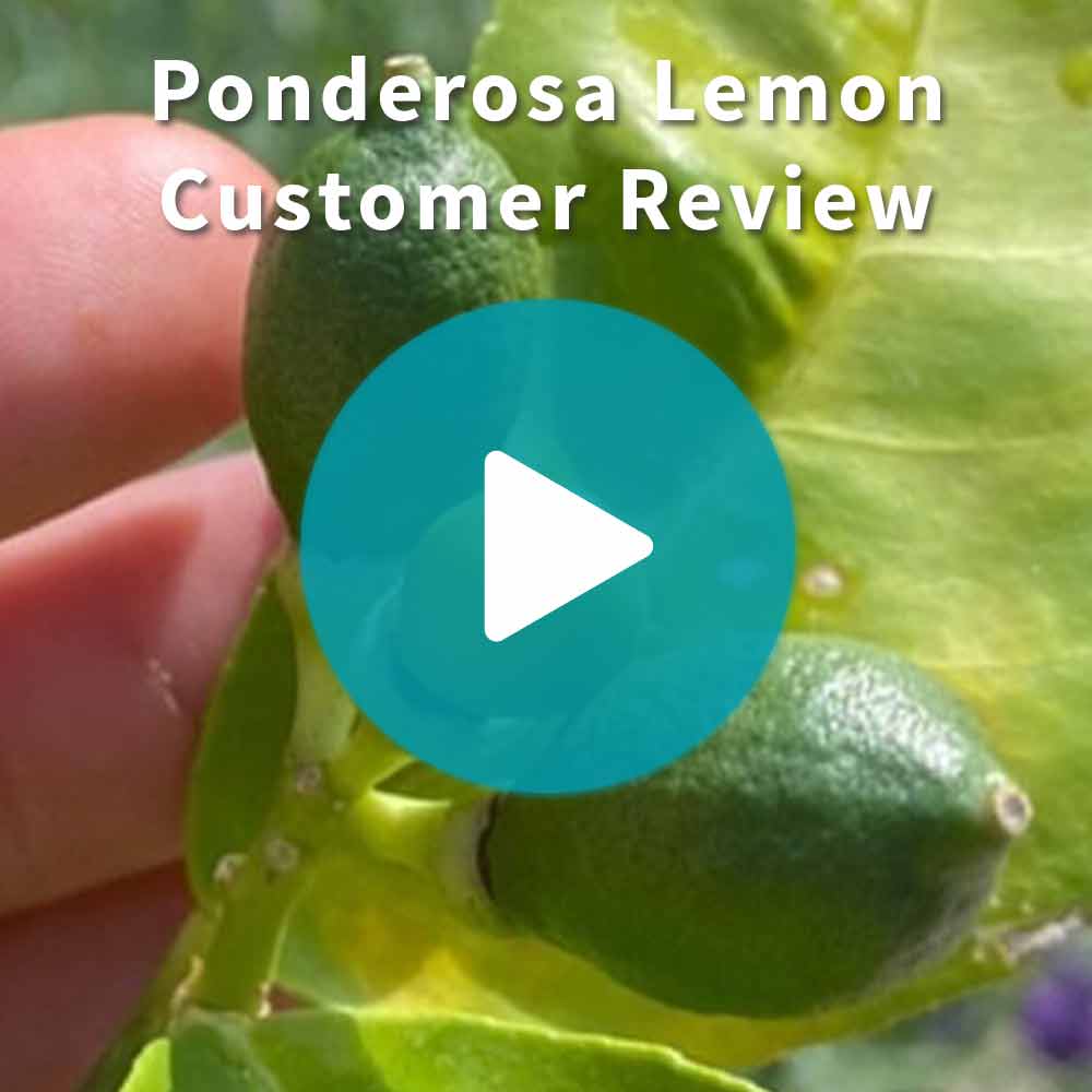Ponderosa Lemon Bush
