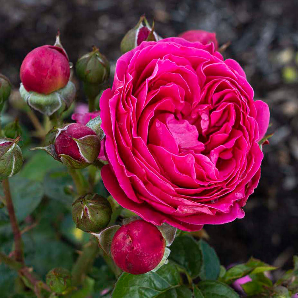 Bloomables® PowerPuff Pink® Rose