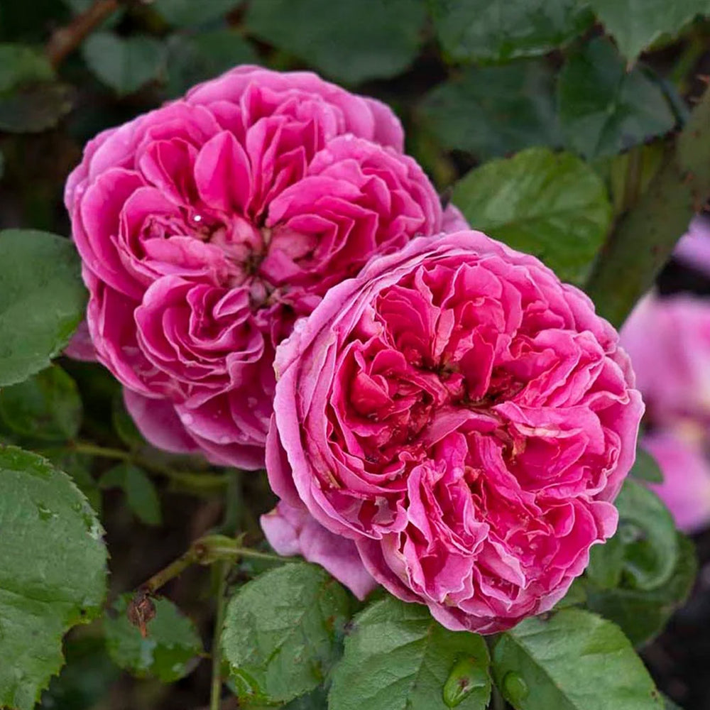 Bloomables® PowerPuff Pink® Rose