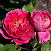 Bloomables® PowerPuff Pink® Rose