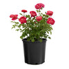 Bloomables® PowerPuff Pink® Rose