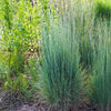Prairie Blues Little Bluestem Grass