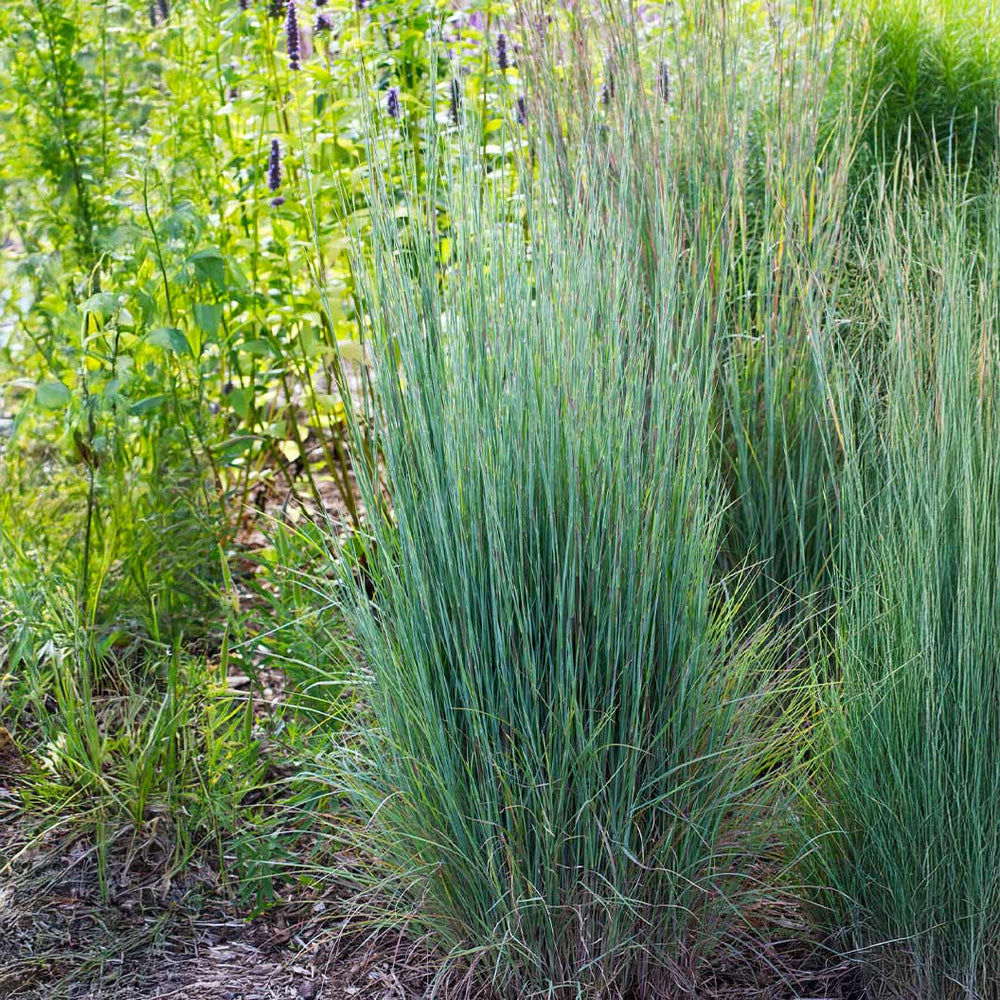 Prairie Blues Little Bluestem Grass