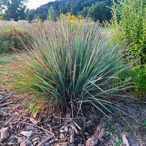 Prairie Blues Little Bluestem Grass