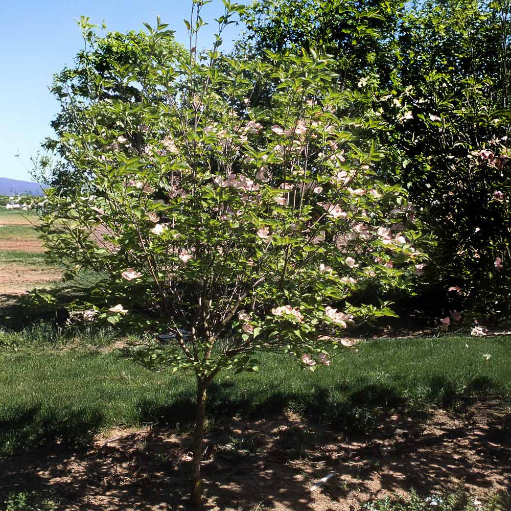 Prairie Pink Dogwood Tree
