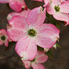 Prairie Pink Dogwood Tree