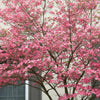 Prairie Pink Dogwood Tree