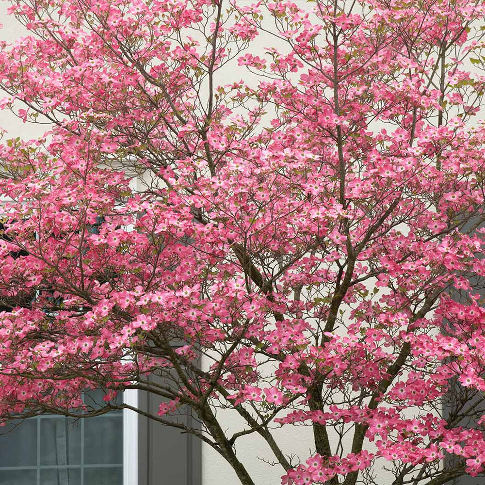 Prairie Pink Dogwood Tree