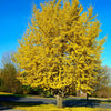 Presidential Gold® Ginkgo Tree