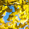 Presidential Gold® Ginkgo Tree