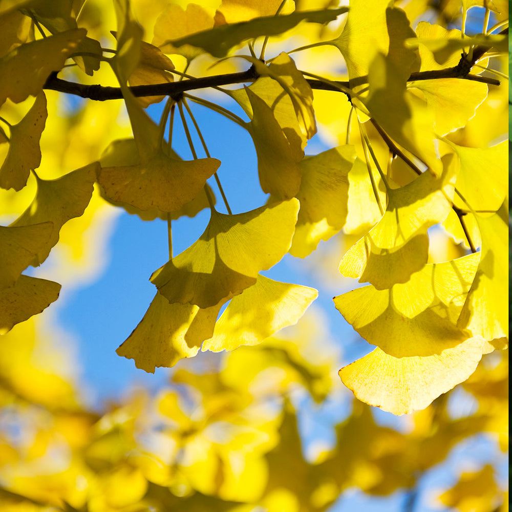 Presidential Gold® Ginkgo Tree