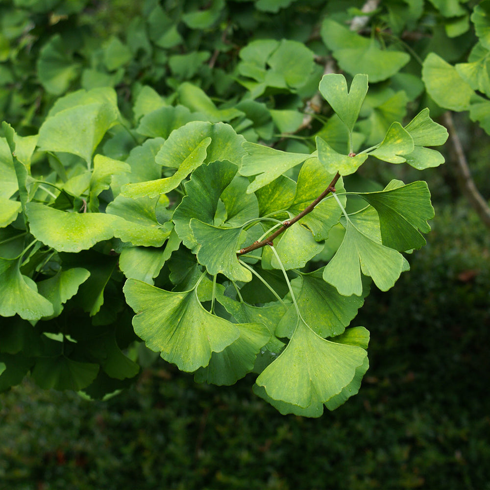 Presidential Gold® Ginkgo Tree