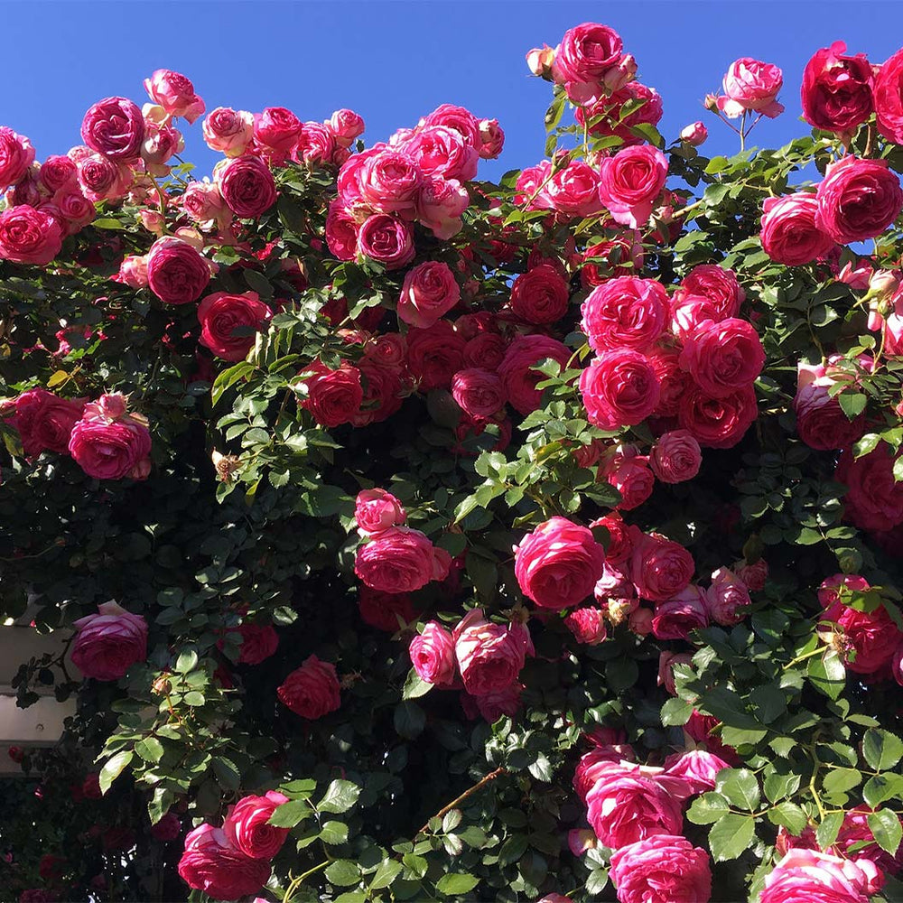 Pretty In Pink Eden Climber® Rose