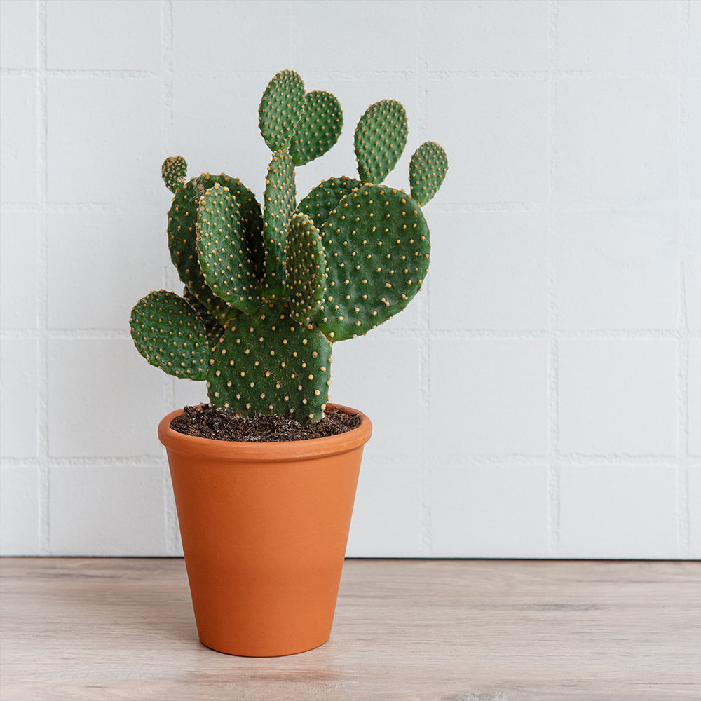 Nopal Prickly Pear Cactus Plant