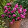 David Austin® Princess Anne™ Rose Shrub