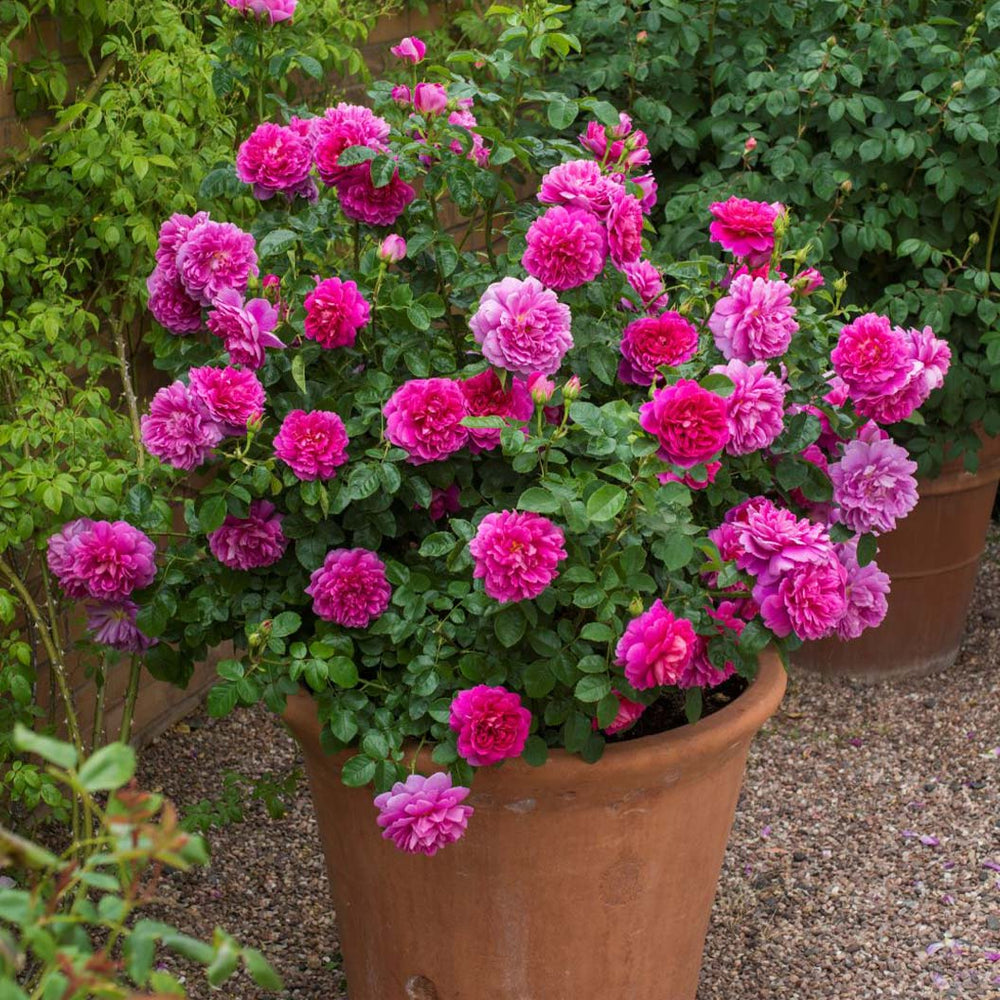 David Austin® Princess Anne™ Rose Shrub