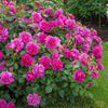 David Austin® Princess Anne™ Rose Shrub