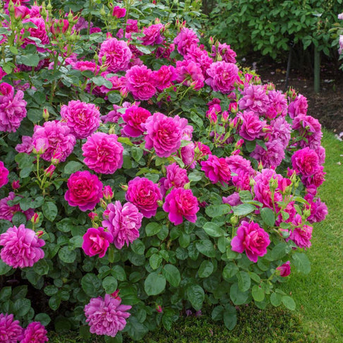 David Austin® Princess Anne™ Rose Shrub
