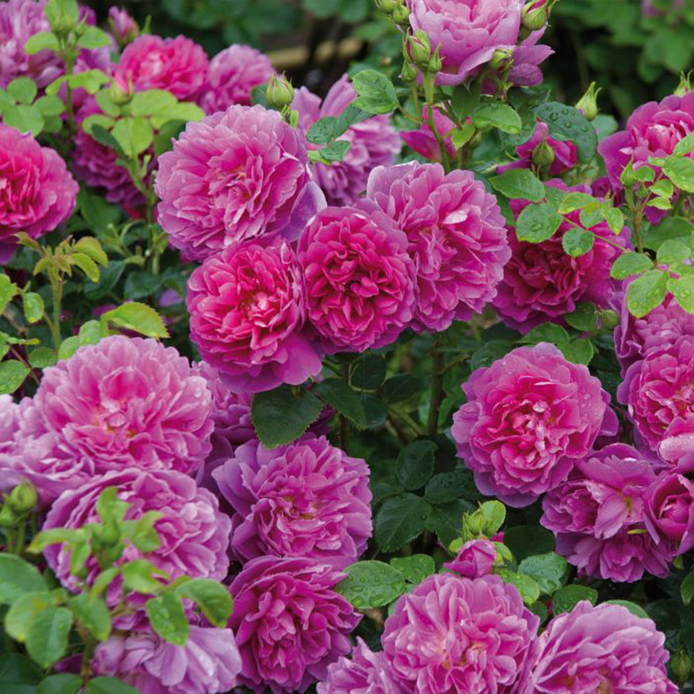 David Austin® Princess Anne™ Rose Shrub