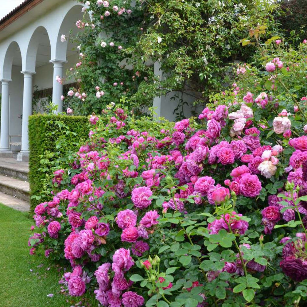 David Austin® Princess Anne™ Rose Shrub