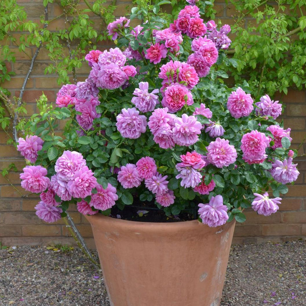 David Austin® Princess Anne™ Rose Shrub