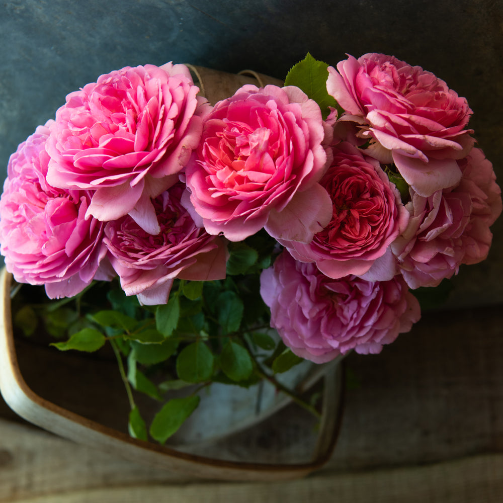 David Austin® Princess Alexandra of Kent™ Rose Bush