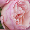 Bloomables® Princesse Charlene de Monaco® Rose