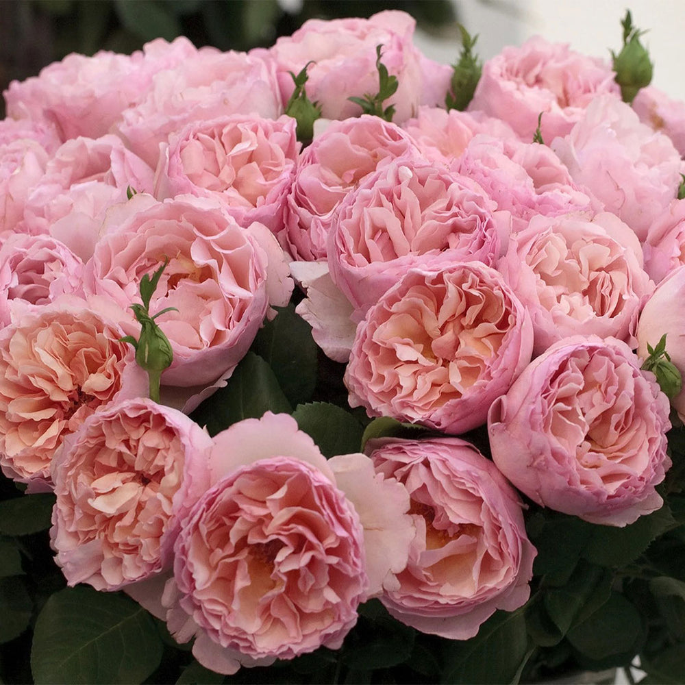 Princess Charlene de Monaco® Rose Shrub in Fiber Pot