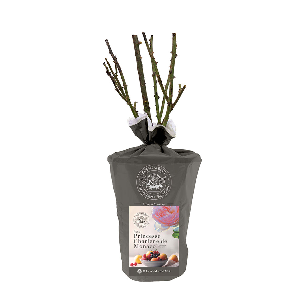 Princess Charlene de Monaco® Rose Shrub in Fiber Pot