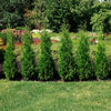 Private Jet™ Arborvitae