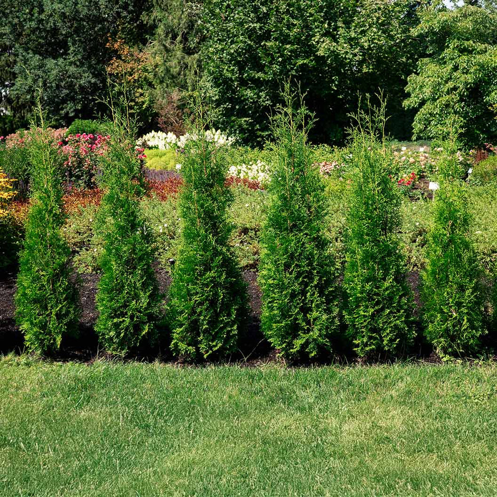 Private Jet™ Arborvitae