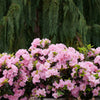 Proven Winners® Perfecto Mundo® Double Pink Azalea