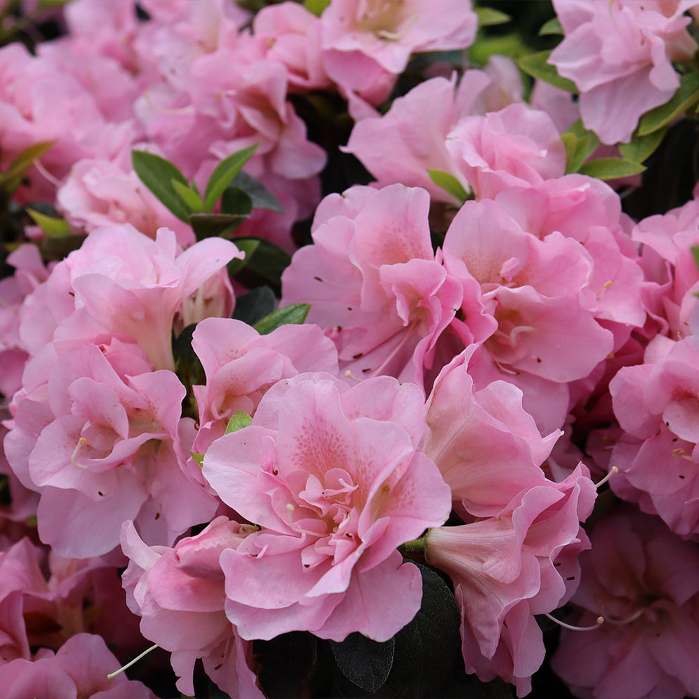 Proven Winners® Perfecto Mundo® Double Pink Azalea