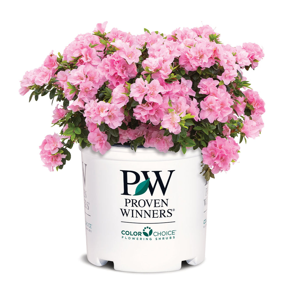 Proven Winners® Perfecto Mundo® Double Pink Azalea