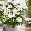 Proven Winners® Fairytrail Bride® Cascade Hydrangea