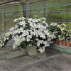 Proven Winners® Fairytrail Bride® Cascade Hydrangea