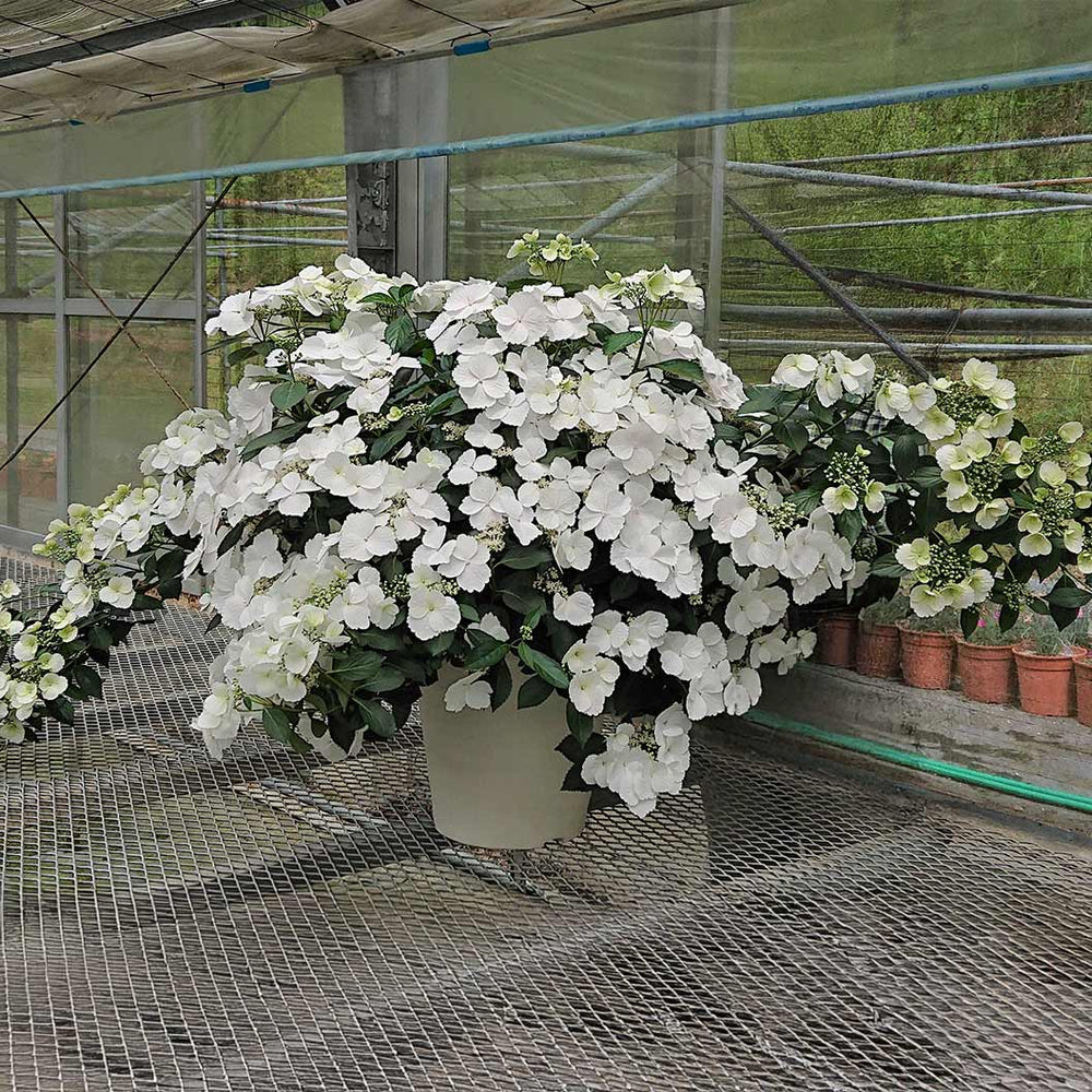 Proven Winners® Fairytrail Bride® Cascade Hydrangea