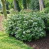 Proven Winners® Fairytrail Bride® Cascade Hydrangea