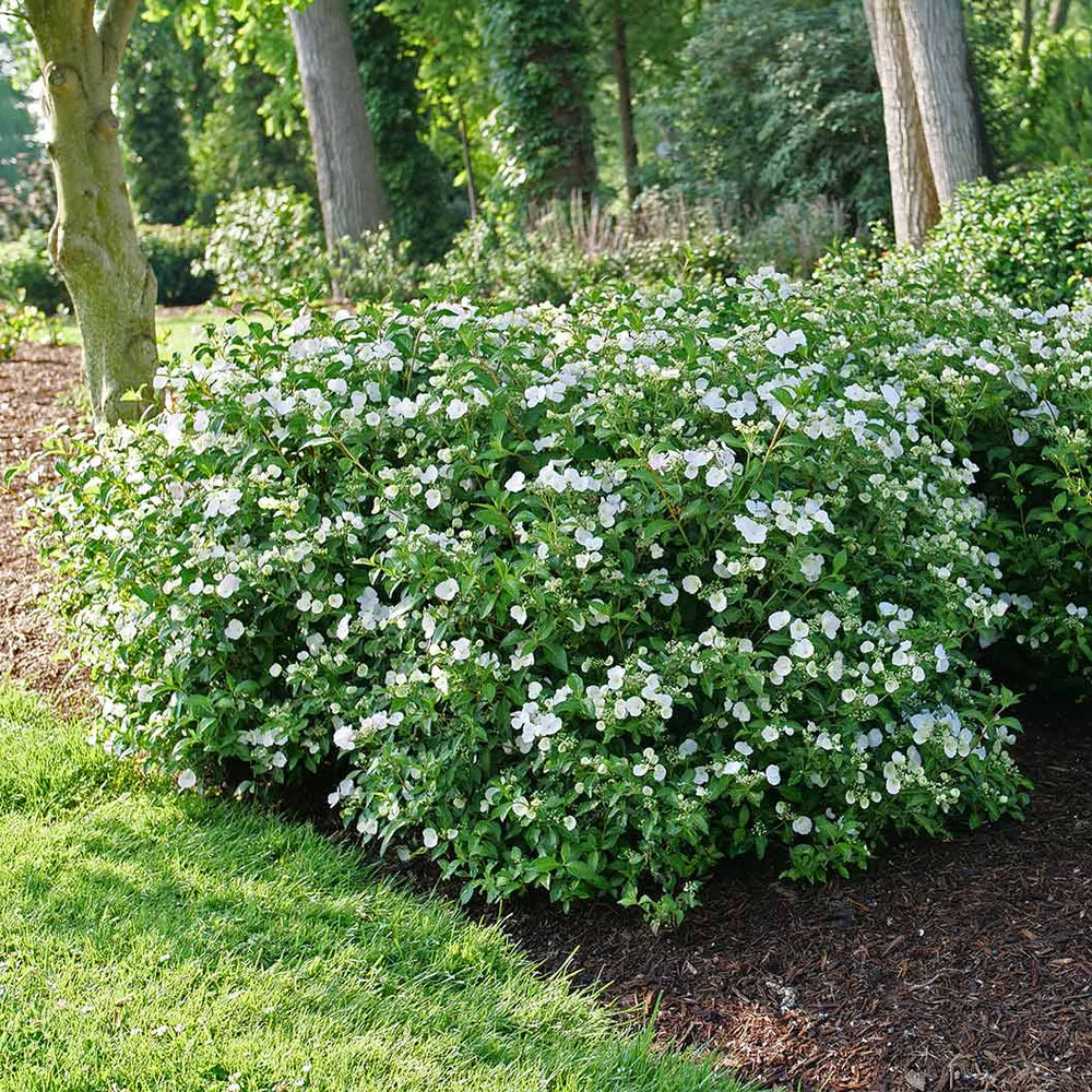 Proven Winners® Fairytrail Bride® Cascade Hydrangea