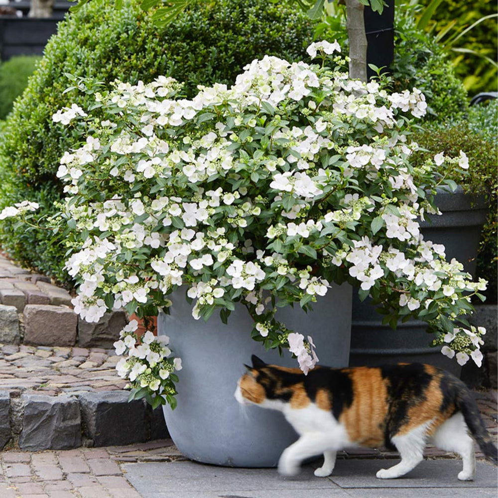 Proven Winners® Fairytrail Bride® Cascade Hydrangea