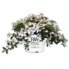 Proven Winners® Fairytrail Bride® Cascade Hydrangea