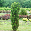 Proven Winners® Stonehenge Skinny® Yew Shrub