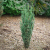 Proven Winners® Stonehenge Skinny® Yew Shrub