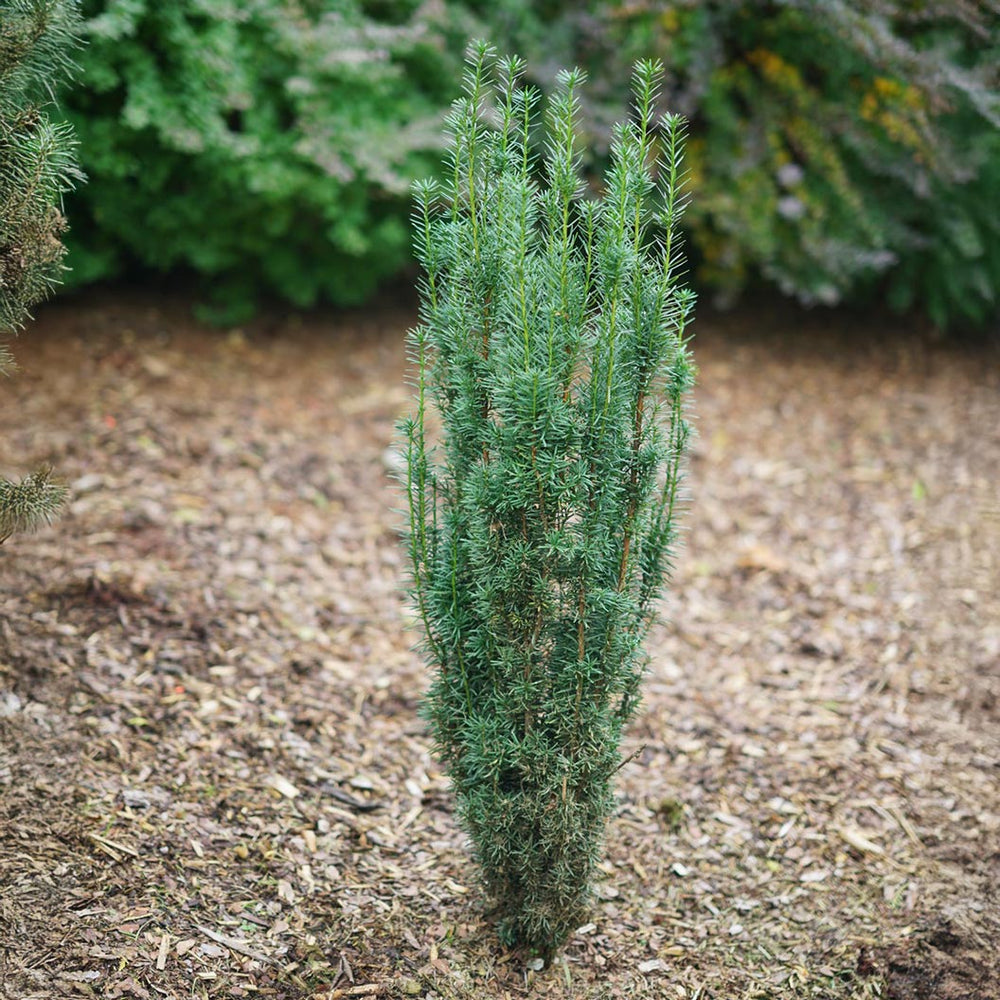 Proven Winners® Stonehenge Skinny® Yew Shrub
